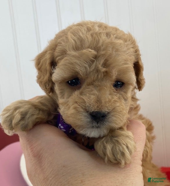 Toy Poodle dogs Farris- teacup size - Ad 2
