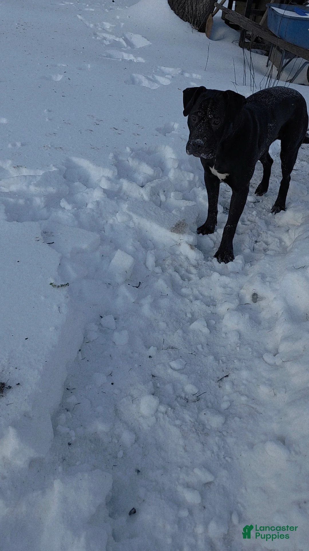 Mixed Breed dogs for sale: Wall•E - Ad 6