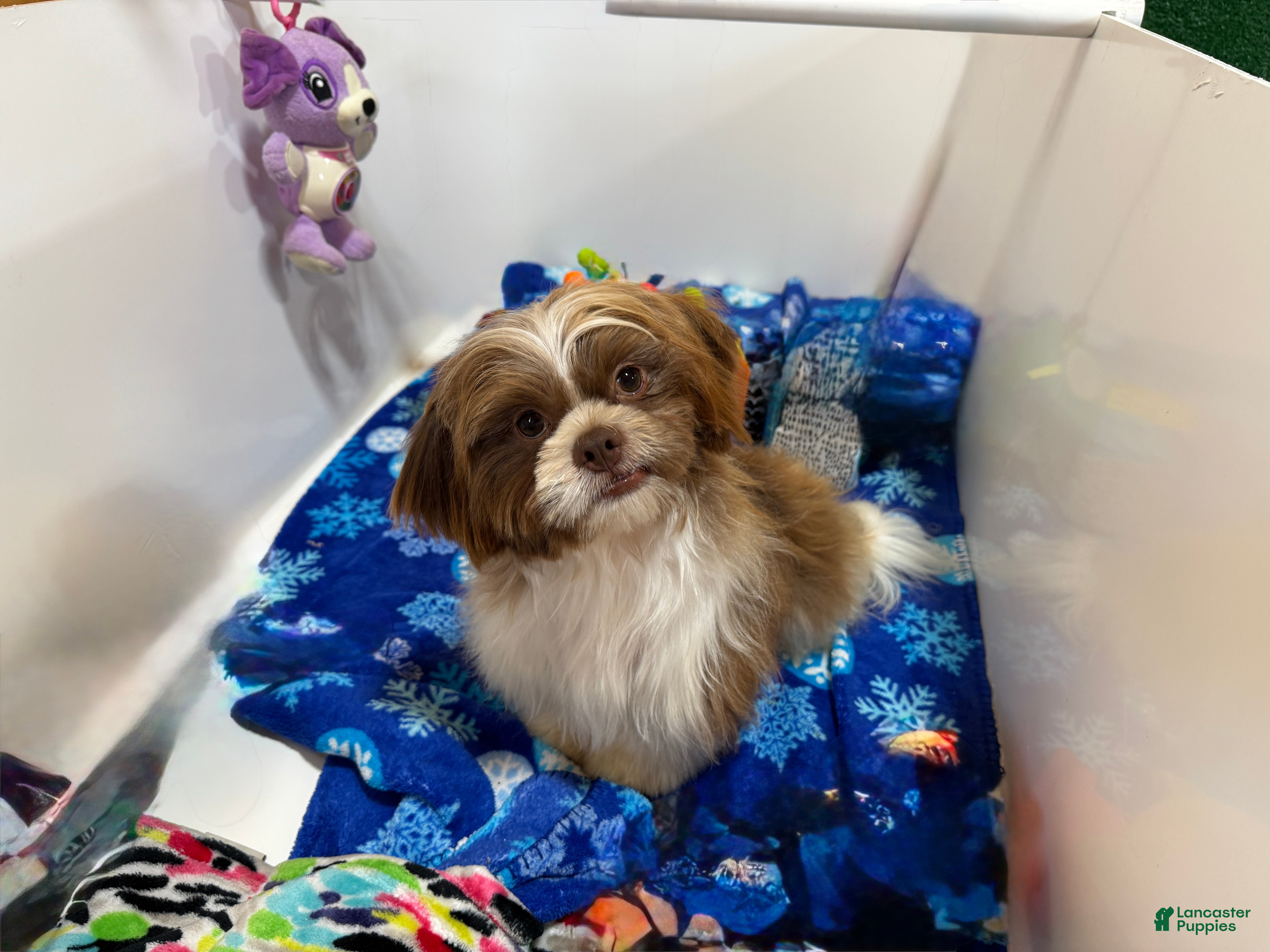 Shih Tzu dogs Shih Tzu 2 - Ad 27