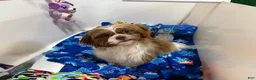 Shih Tzu dogs for sale: Shih Tzu 2 - Ad 6