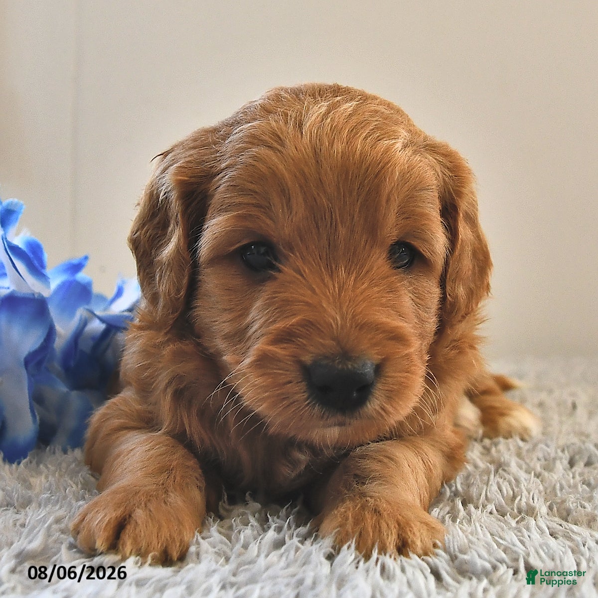 Mini Goldendoodle dogs Cooper - Ad 1