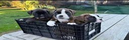 Boxer dogs for sale: Bella - Ad 11