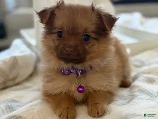 Mixed Breed dogs Mixed Breed Puppy 3 - Ad 9