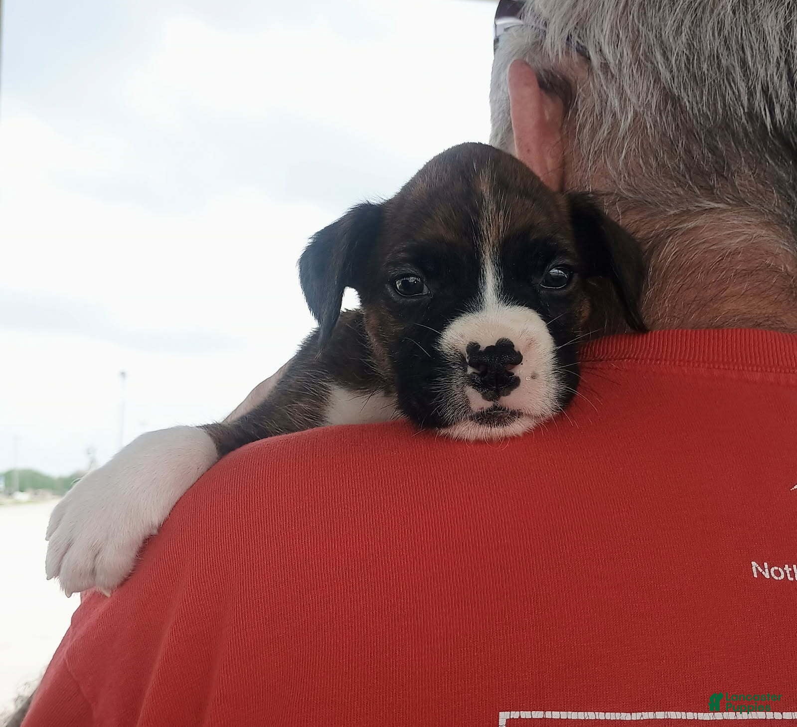 Boxer dogs Miss McCuddles - Ad 2