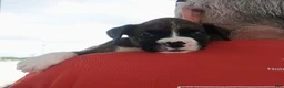 Boxer dogs for sale: Miss McCuddles - Ad 2