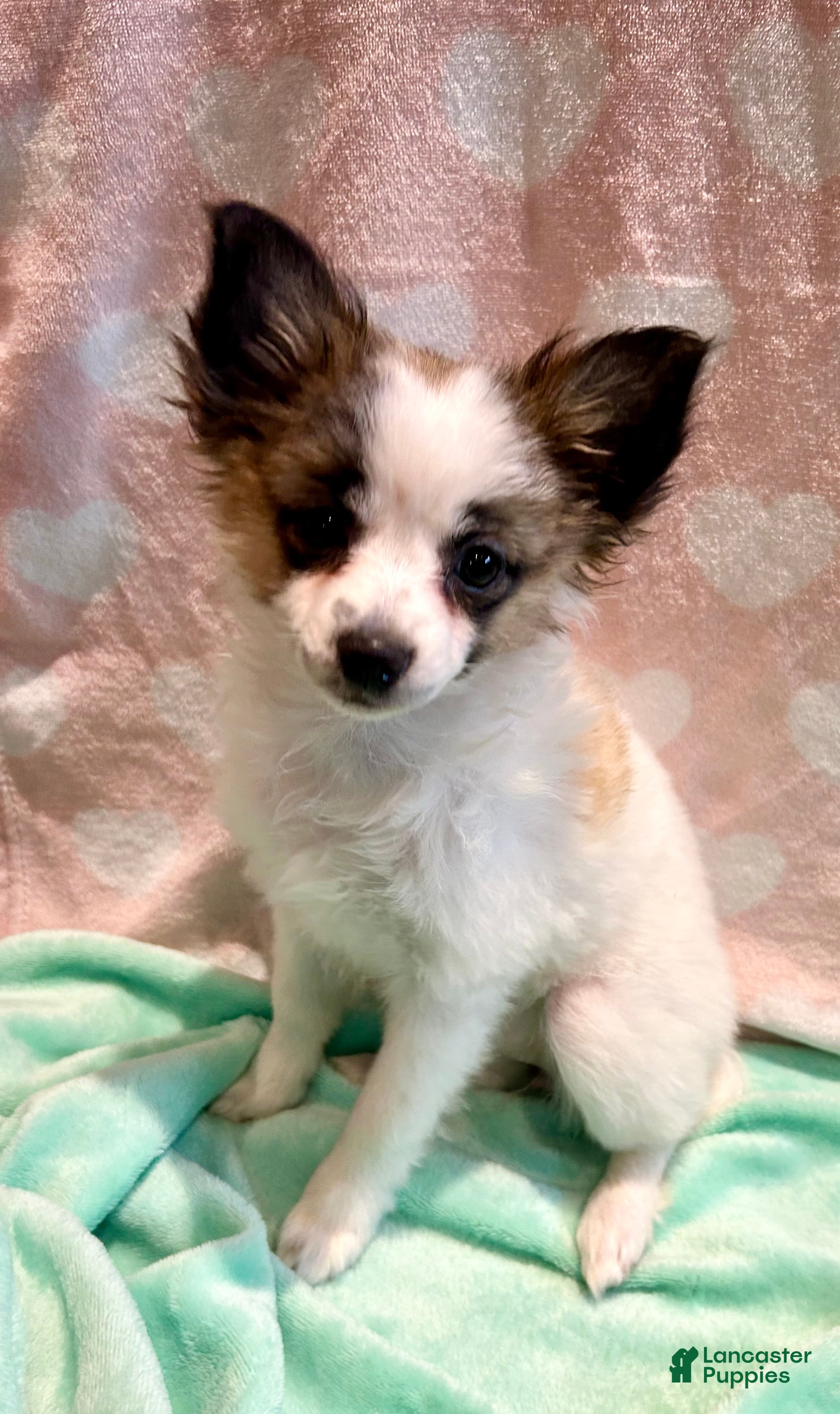 Mixed Breed dogs for sale: Beegee - Ad 3