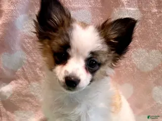 Mixed Breed dogs for sale: Beegee - Ad 3