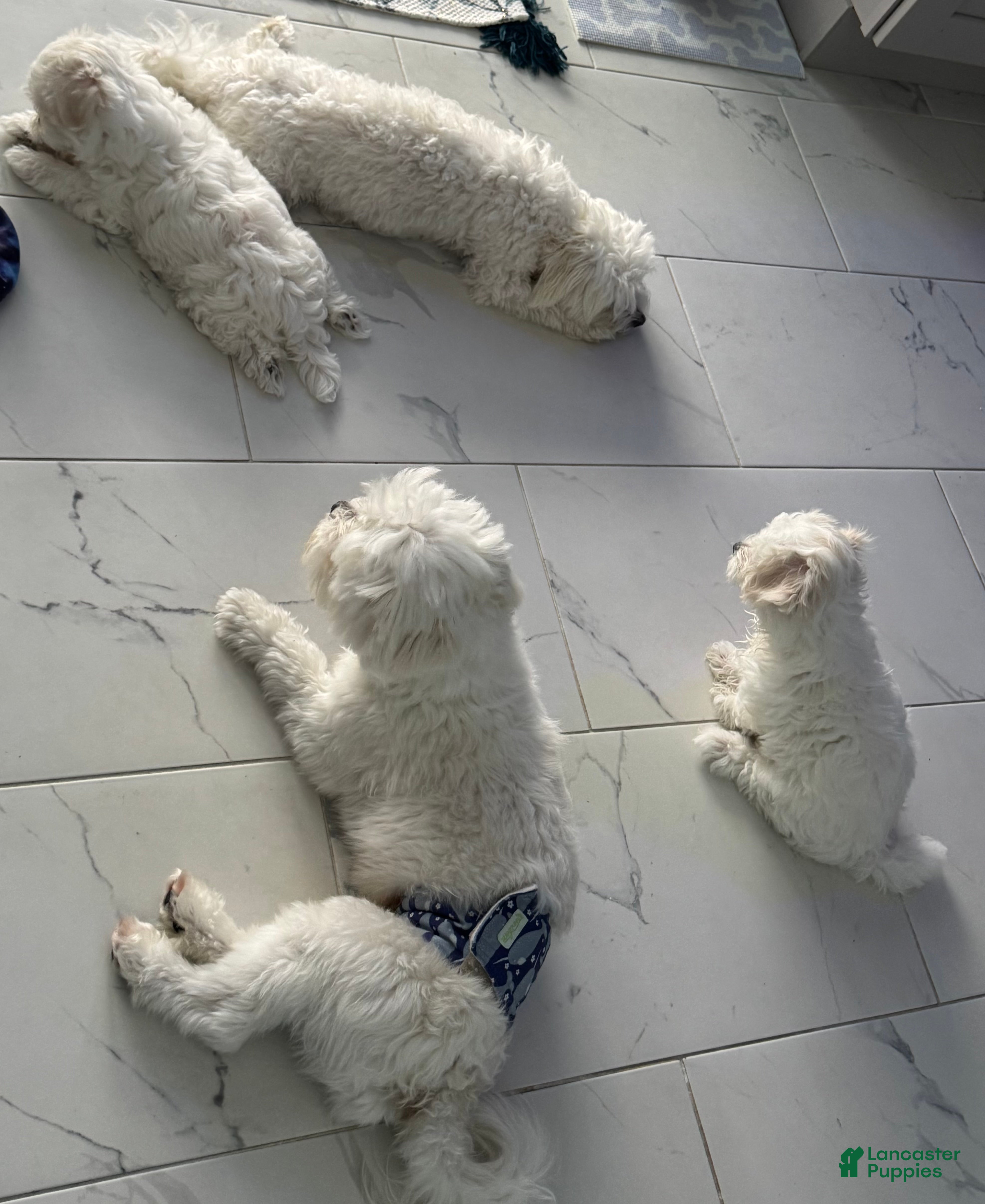 Maltese dogs Maltese 1 - Ad 2