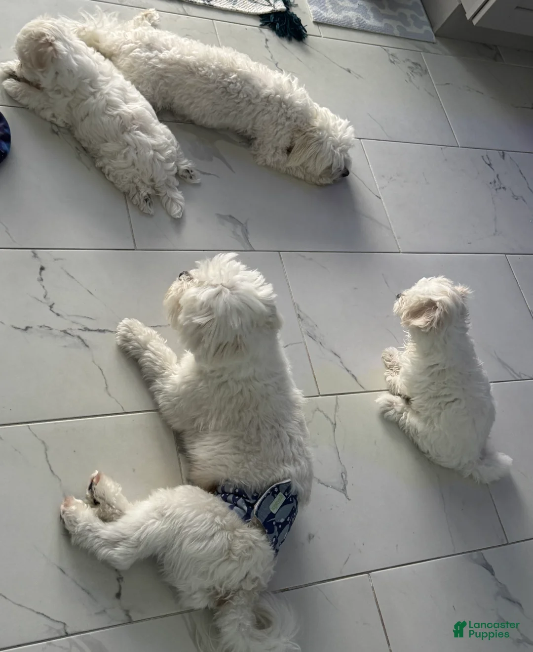 Maltese dogs for sale: Maltese 1 - Ad 2