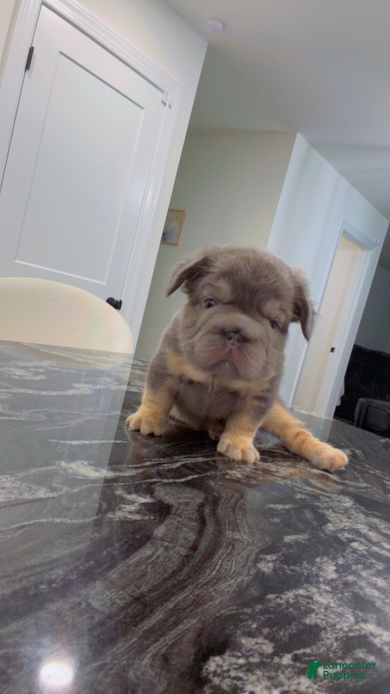 French Bulldog dogs Canon - Ad 2