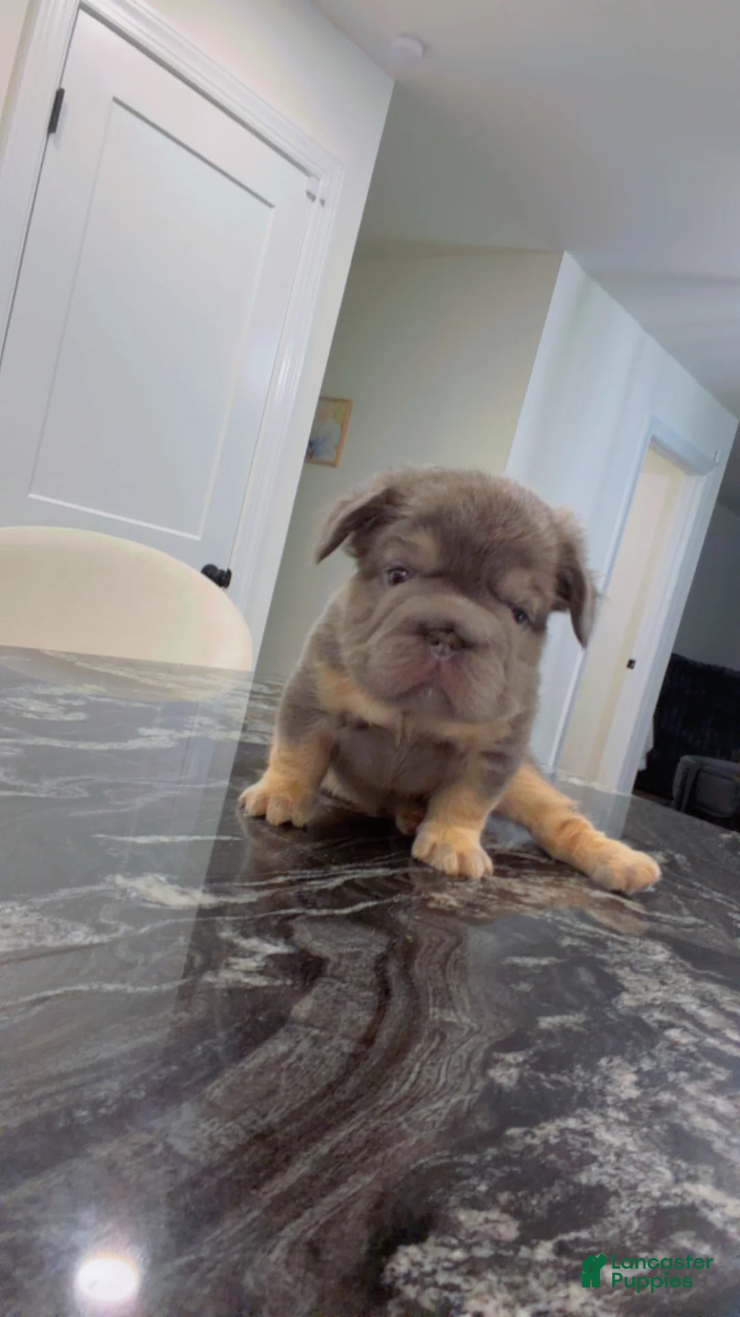 French Bulldog dogs for sale: Canon - Ad 2