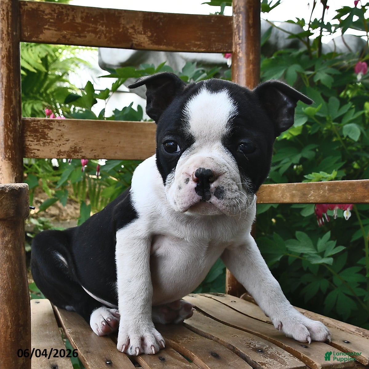 Boston Terrier dogs for sale: Daisy - Ad 3