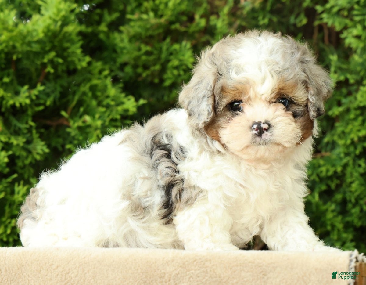 Mixed Breed dogs for sale: Beau - Ad 6