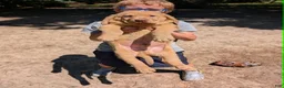 Chesapeake Bay Retriever dogs for sale: Your Choice - Ad 4