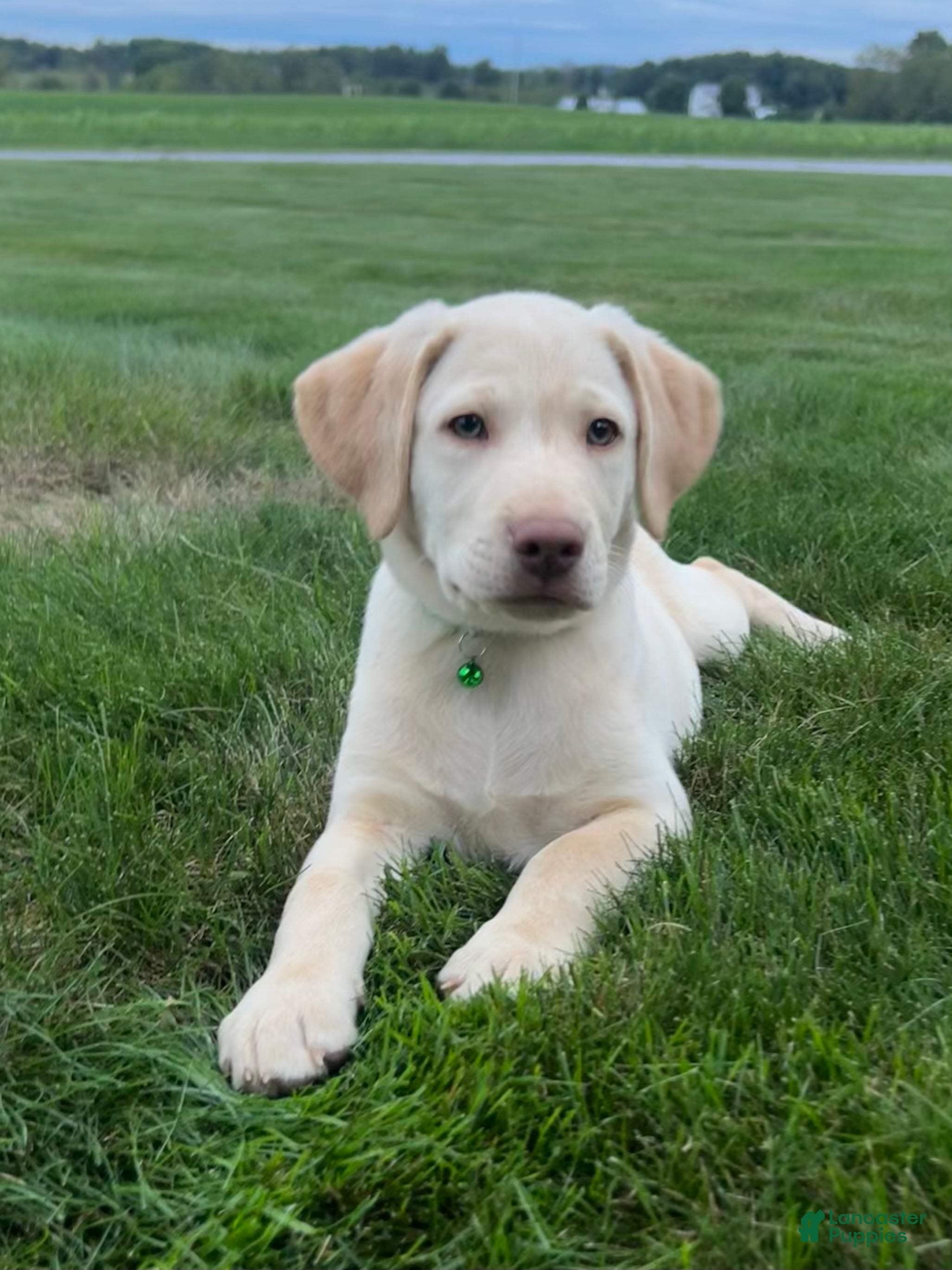 Labrador Retriever dogs Oakley - Ad 1