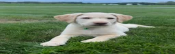 Labrador Retriever dogs for sale: Honey - Ad 4