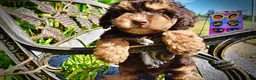 Havapoo dogs for sale: Jazz-LABOR DAY SALE-TAKE $100 OFF!!! - Ad 5