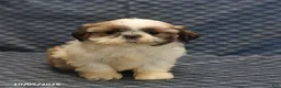 Shih Tzu dogs for sale: Patty - Ad 4