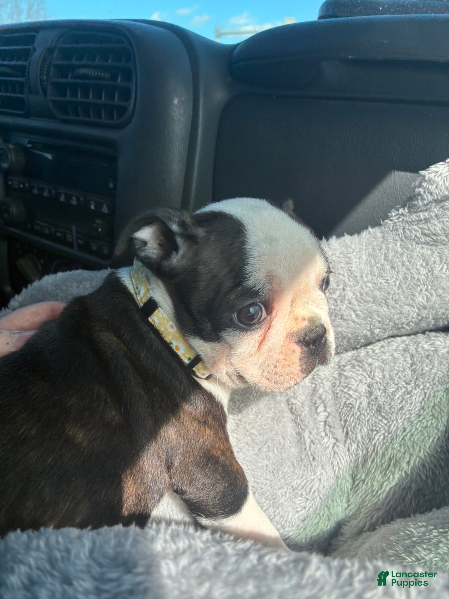 Boston Terrier dogs Boston Terrier Puppy 4 - Ad 2