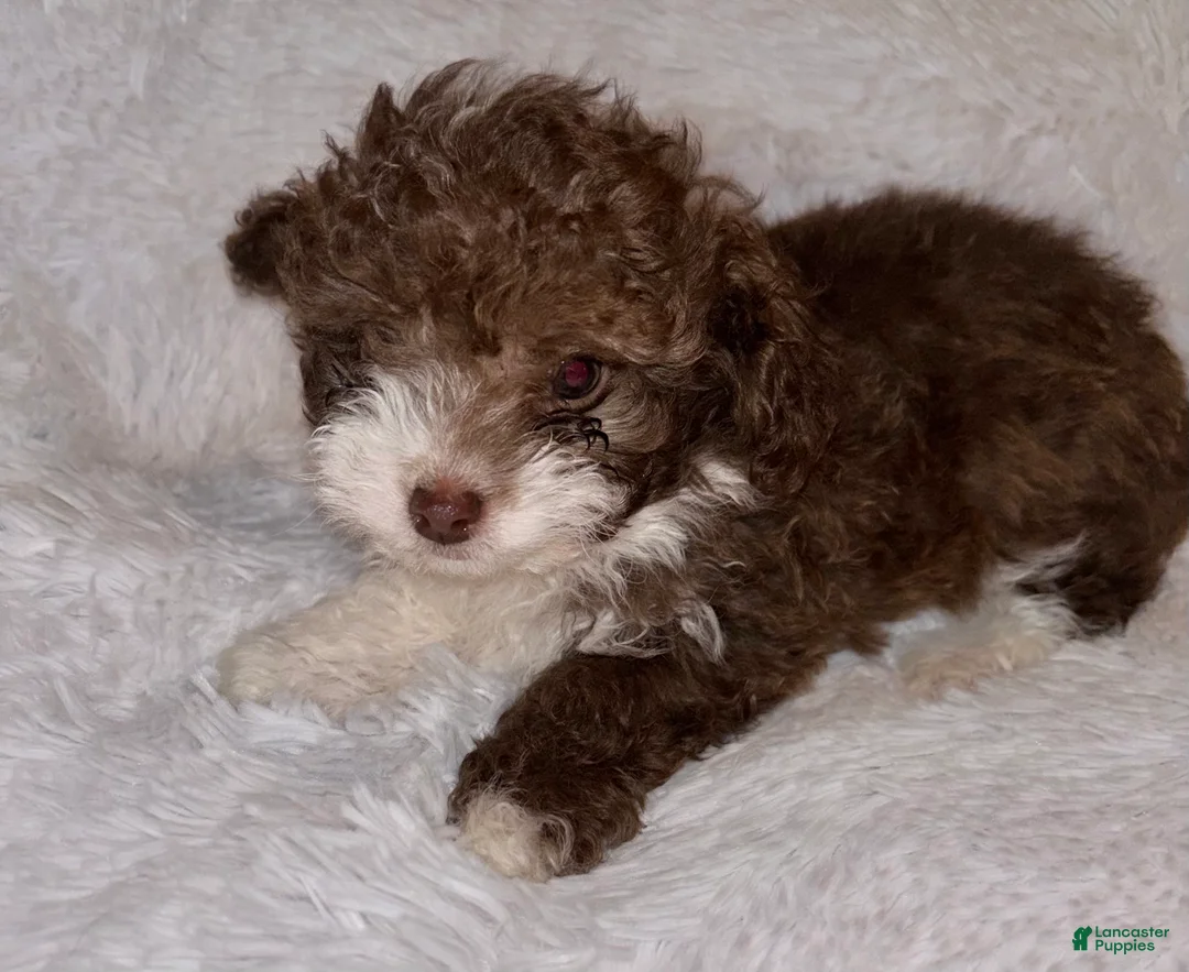 Toy Poodle dogs for sale: Toy Poodle Puppy 2 - Ad 5