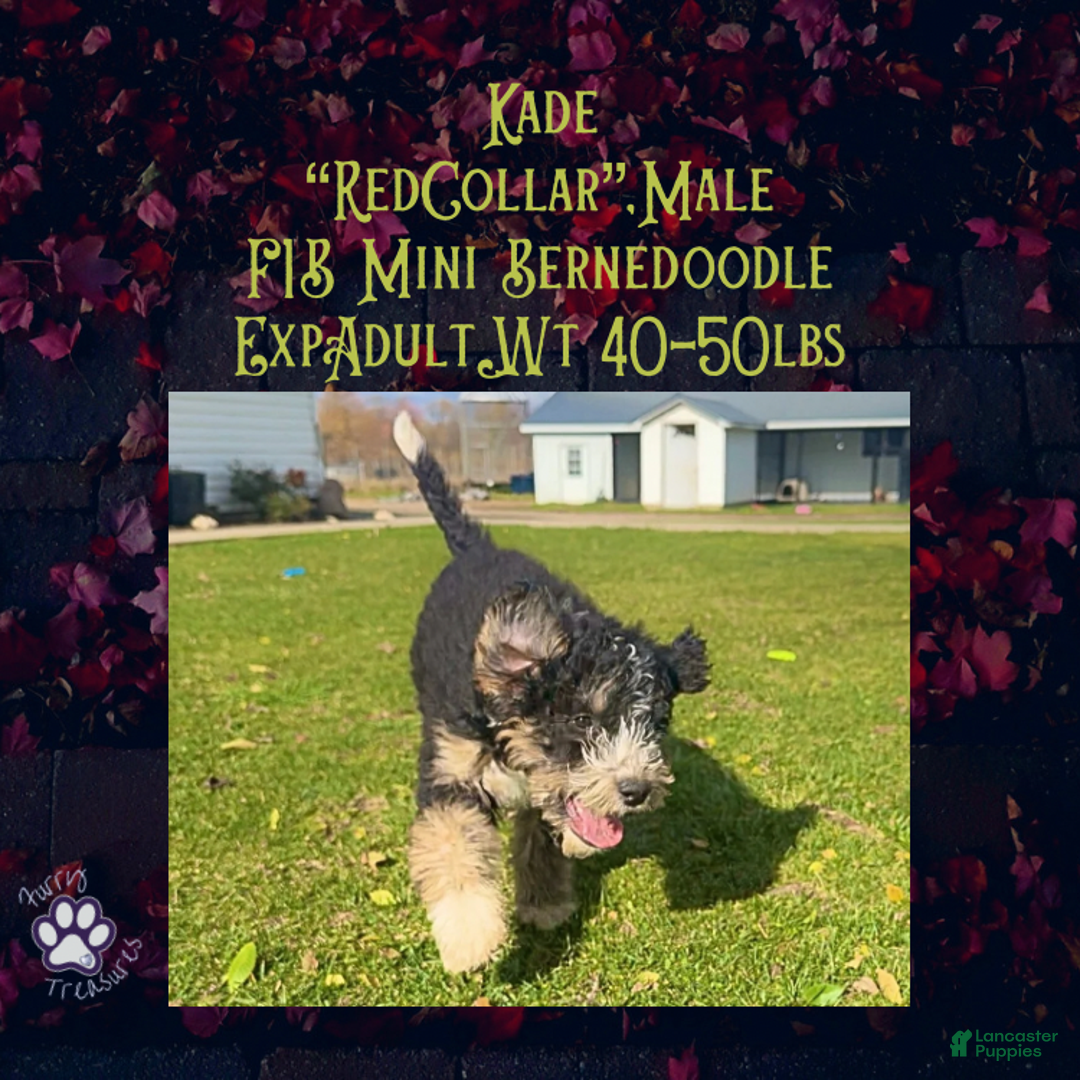 Mini Bernedoodle dogs for sale: Kade “Red Collar” Male - Ad 2
