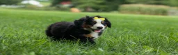 Bernese Mountain Dog dogs for sale: SAMSON - Ad 18