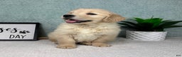 Golden Retriever dogs for sale: Graham  - Ad 4