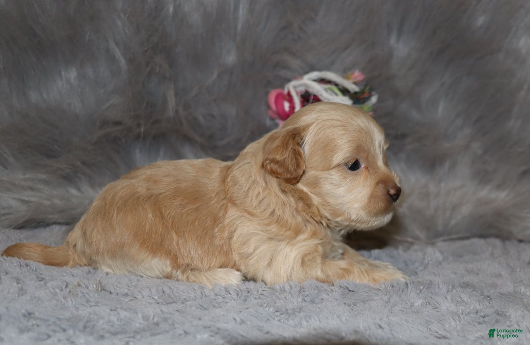 Havapoo dogs for sale: Angie👨‍👨‍👦‍👦💞🐕Miniature - Ad 9