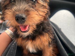 Yorkiepoo dogs Fendi - Ad 23