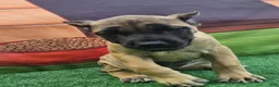 Cane Corso dogs for sale: INDIA - Ad 3