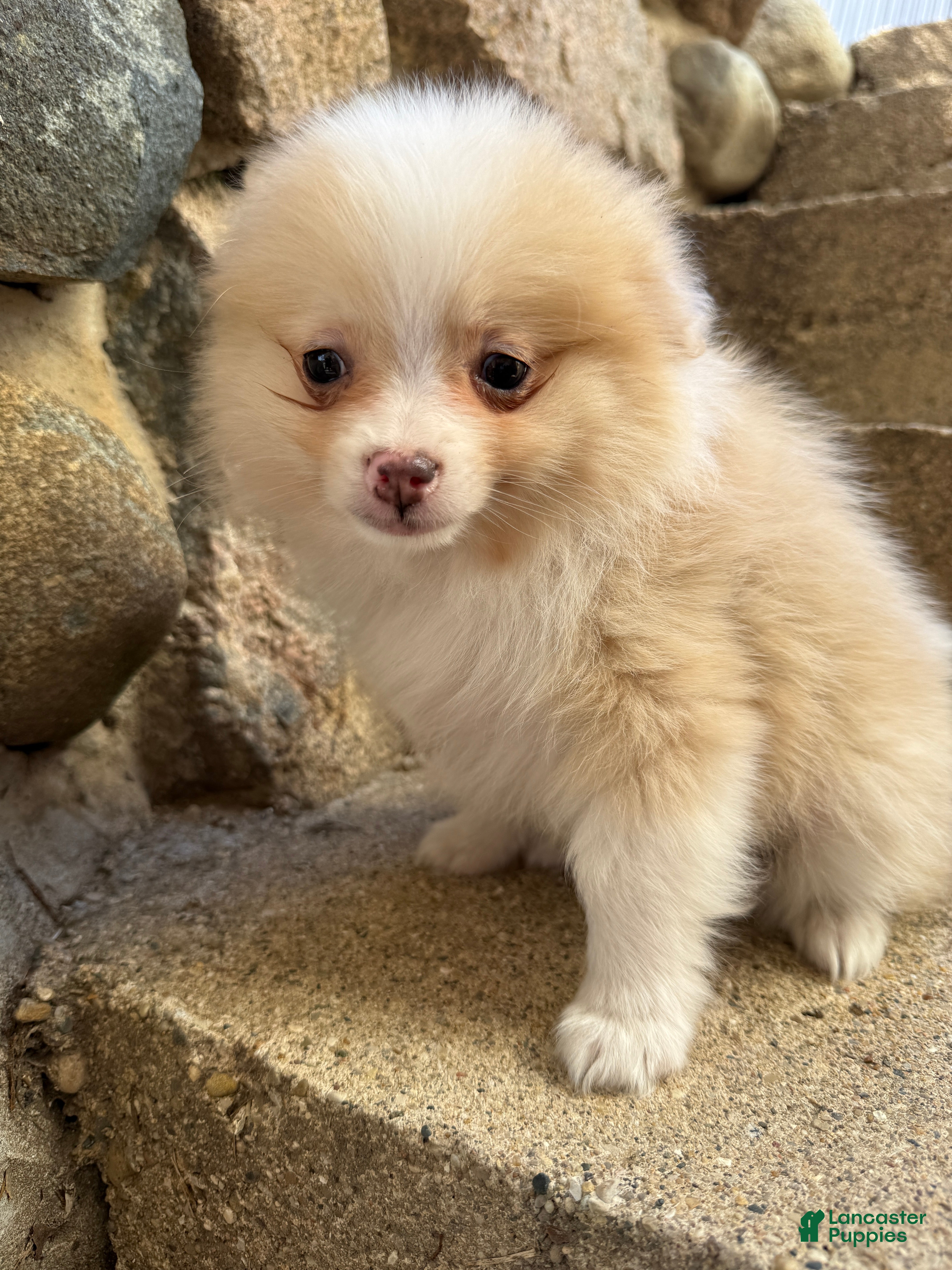 Pomeranian dogs Ryan - Ad 1