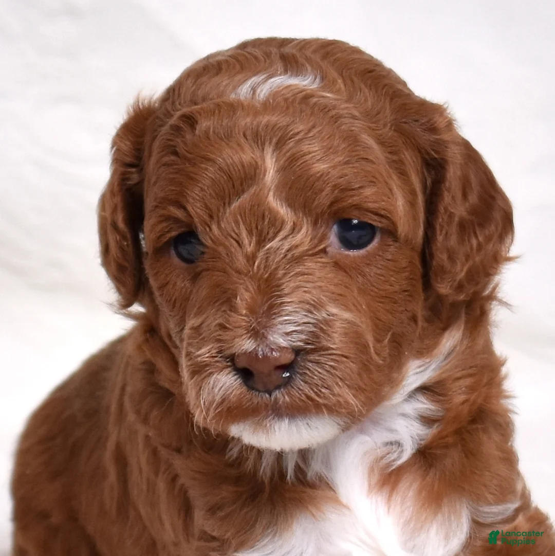 Miniature Poodle dogs for sale: Stanley  - Ad 3