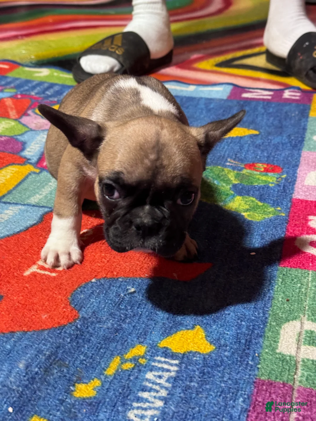 French Bulldog dogs for sale: French Bulldog Puppy 1 - Ad 2