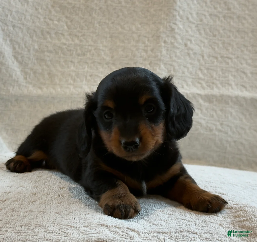 Miniature Dachshund dogs for sale: Annie  - Ad 4