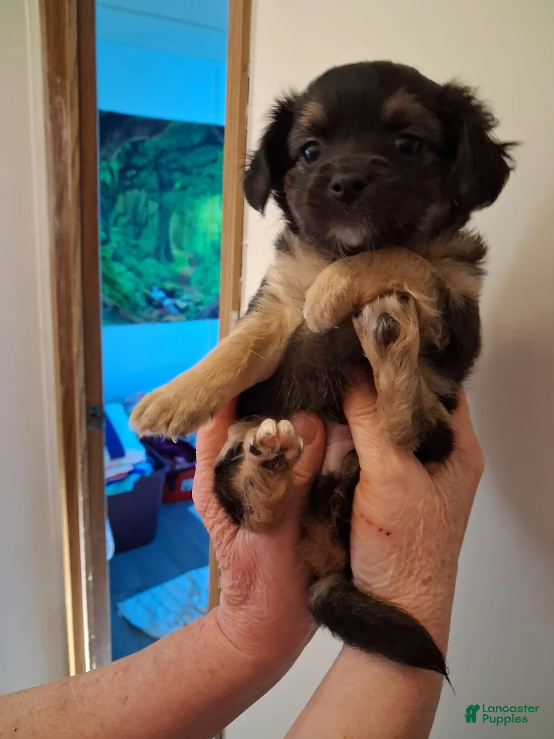 Chipoo dogs for sale: Chipoo 1 - Ad 1