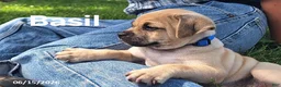 Jug dogs for sale: Basil - Ad 3