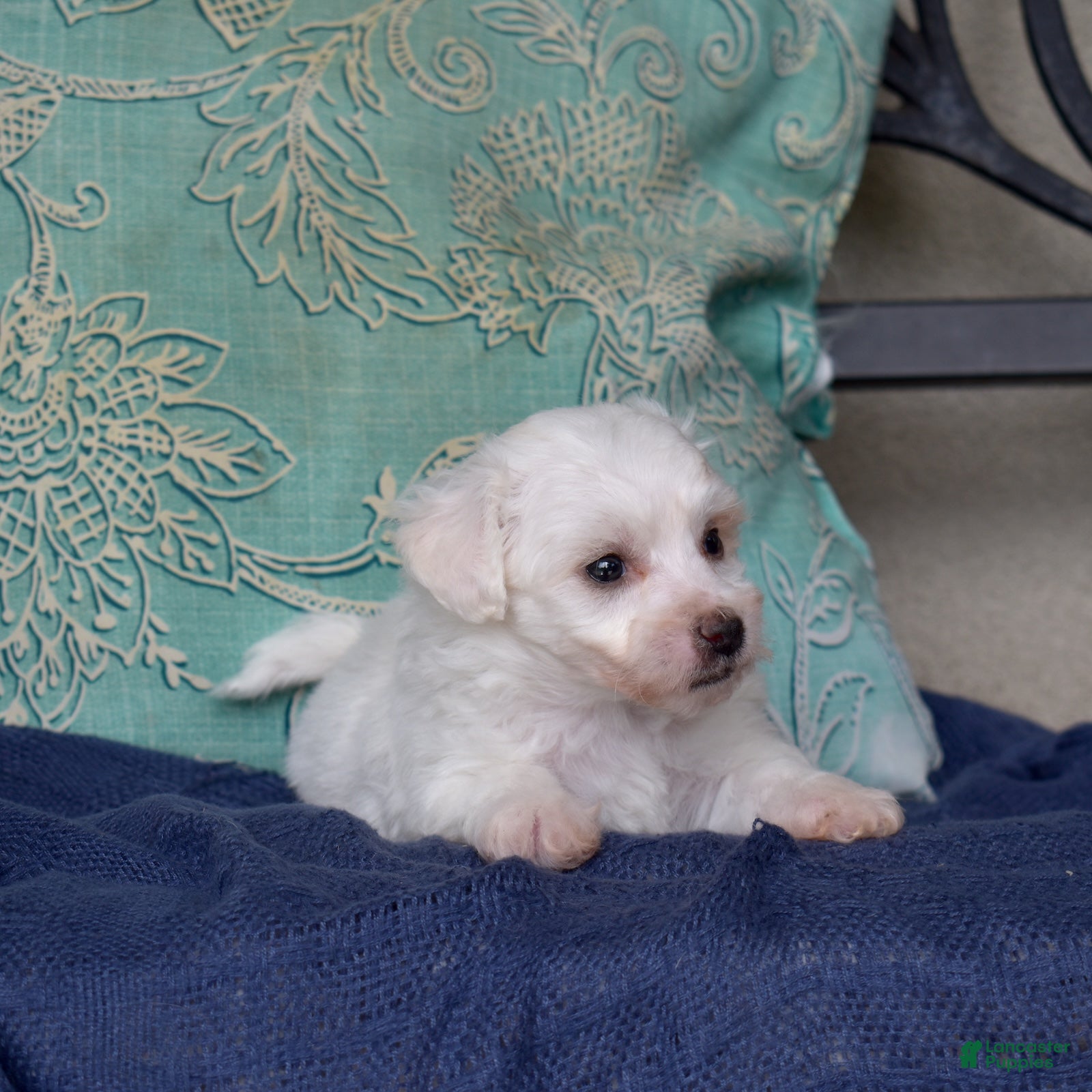 Bichon Frise dogs Refus (Tiny) - Ad 2