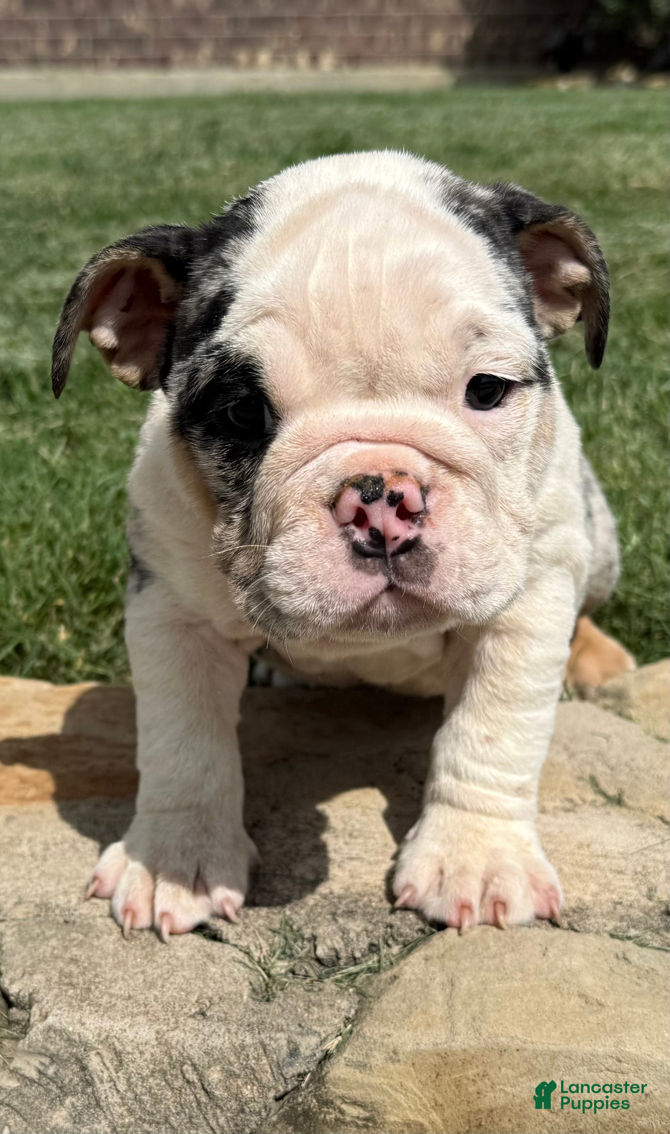 English Bulldog dogs Sophia - Ad 1