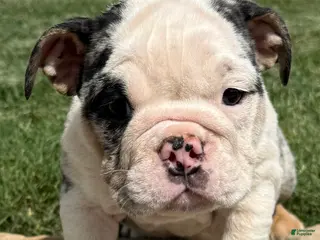 English Bulldog dogs for sale: Sophia - Ad 2