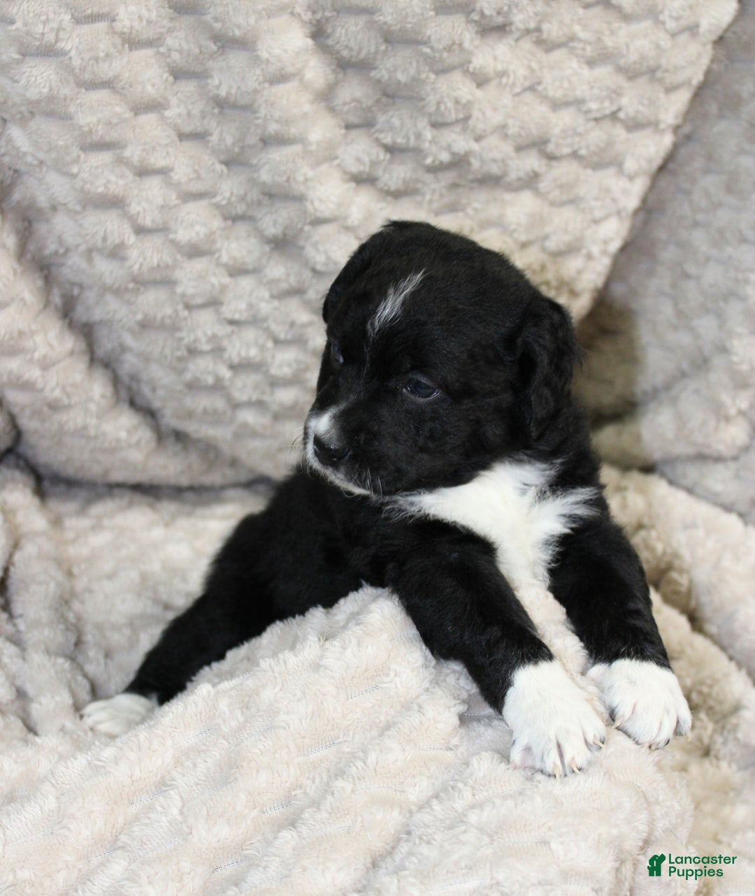 Mixed Breed dogs for sale: Mixed Breed Puppy 1 - Ad 2