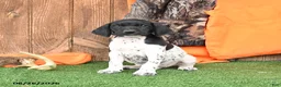 German Shorthaired Pointer dogs for sale: Sport - Ad 2