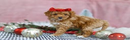 Miniature Poodle dogs for sale: Nova - Ad 5