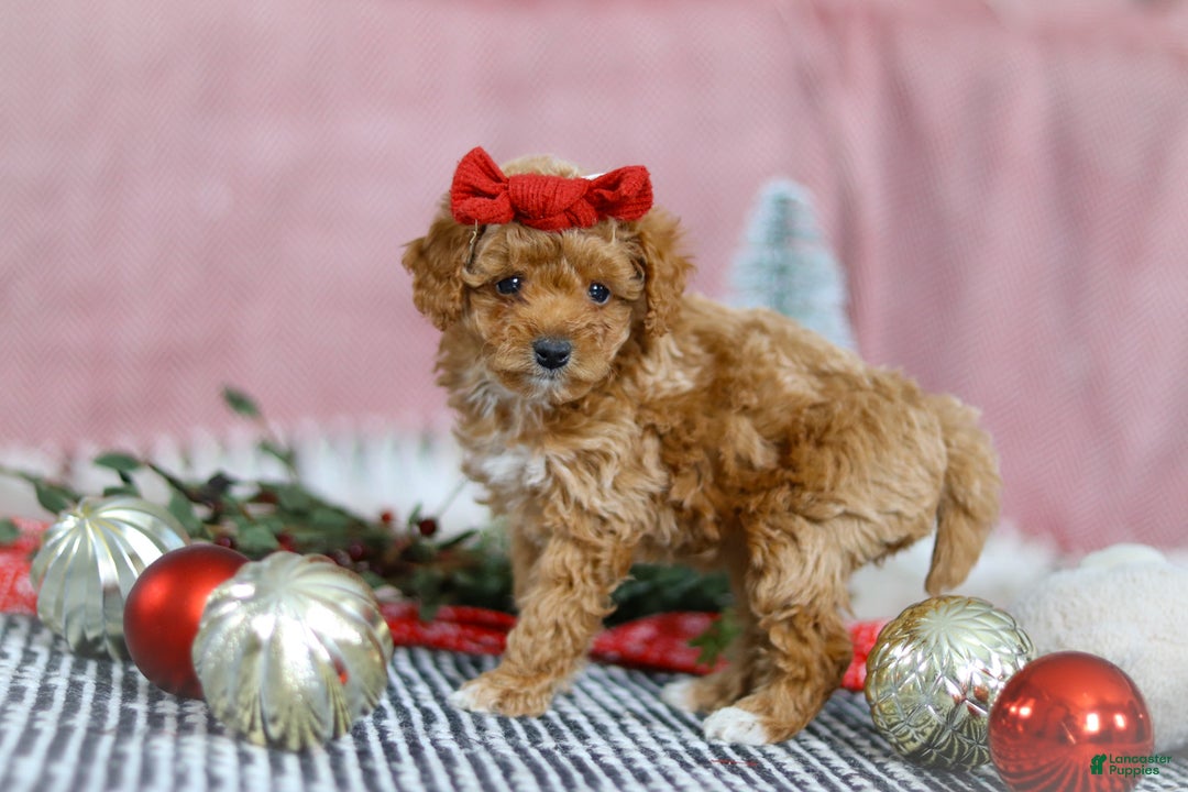 Miniature Poodle dogs for sale: Nova - Ad 5