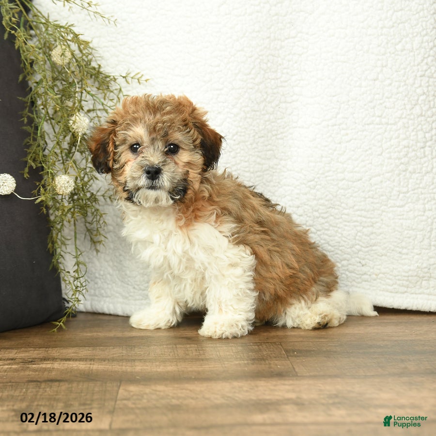 Mixed Breed dogs Oliver - Ad 1