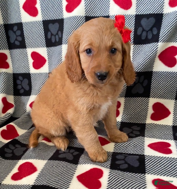 Mini Goldendoodle dogs Dreamer- mini / medium - Ad 30