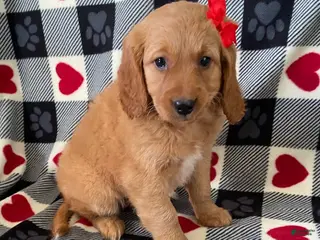 Mini Goldendoodle dogs Dreamer- mini / medium - Ad 42