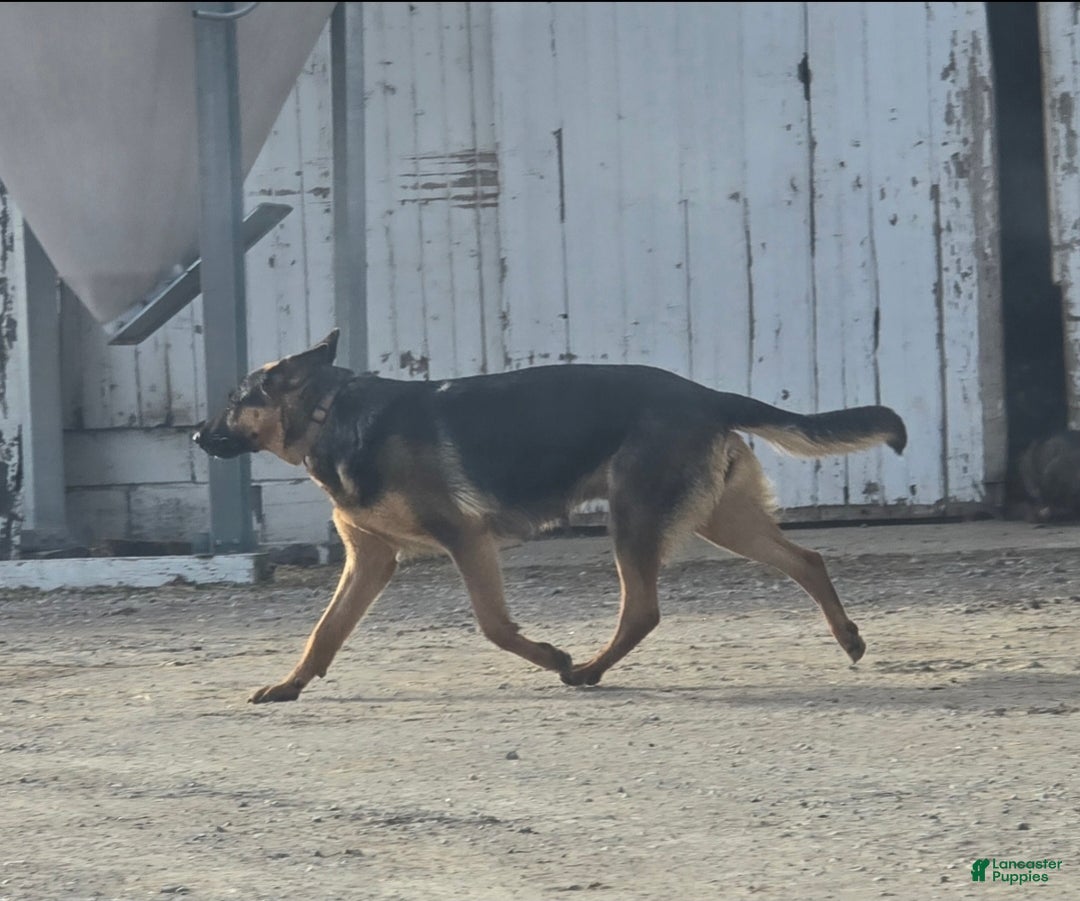German Shepherd dogs for sale: Delta - Ad 2