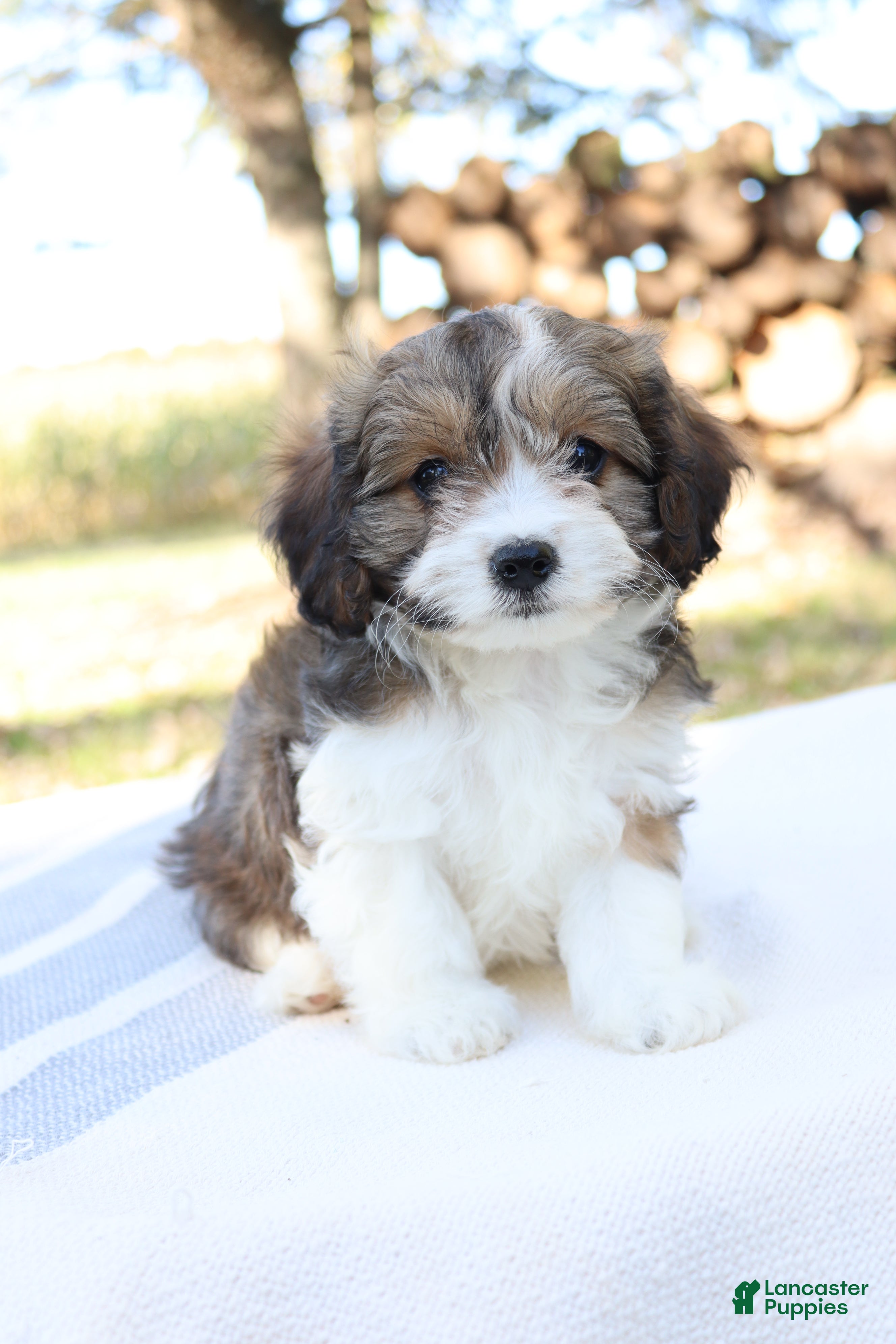 Cavapoo dogs for sale: Maple - Ad 1