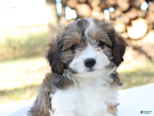 Cavapoo dogs for sale: Maple - Ad 1