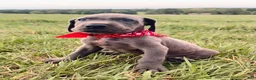 Great Dane dogs for sale: Euro Sampson  - Ad 4